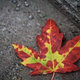 Illustration for article titled Shooting Challenge Fall Leaves Gallery 8